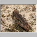 Tetrix undulata - Gemeine Dornschrecke 04 10mm.jpg
